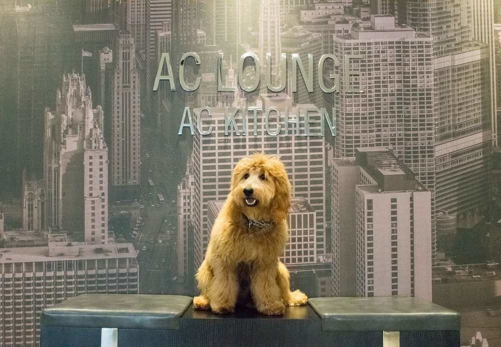 AC Hotels by Marriott Chicago Downtown photo 3