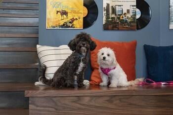 Moxy Nashville Vanderbilt Area photo 2